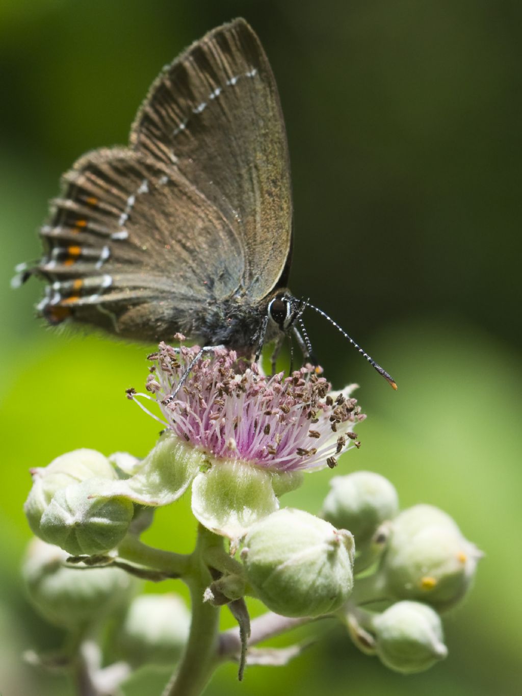 Satyrium ilicis?